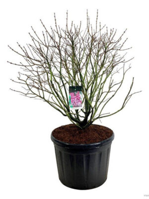 Syringa vulgaris 'Michel Buchner' - Vaxtinredarna.se