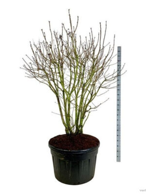 Syringa vulgaris 'Michel Buchner'
