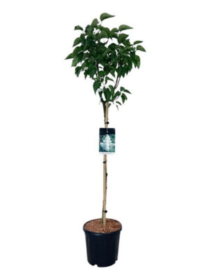 Syringa vulgaris 'Mme Lemoine'