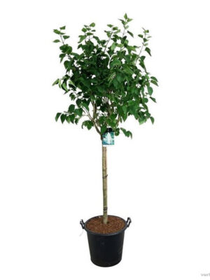 Syringa vulgaris 'Mme Lemoine'
