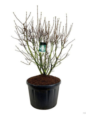Syringa vulgaris 'Mme Lemoine' - Vaxtinredarna.se
