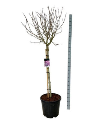 Syringa vulgaris 'Sensation' - Vaxtinredarna.se