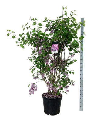 Syringa vulgaris 'Sensation' - Vaxtinredarna.se