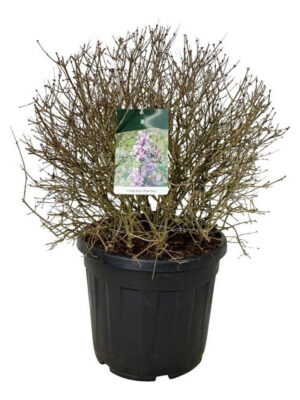Syringa vulgaris 'Sugar Plum Fairy' - Vaxtinredarna.se