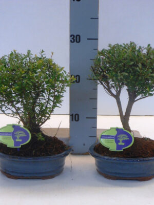 Syzygium buxifolium - Vaxtinredarna.se