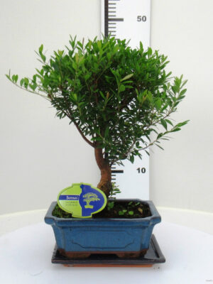 Syzygium buxifolium