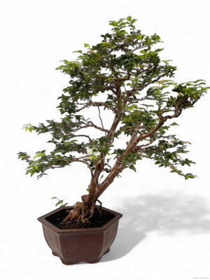 Syzygium buxifolium - Vaxtinredarna.se