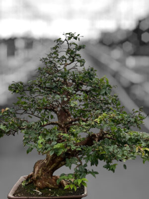 Syzygium buxifolium - Vaxtinredarna.se
