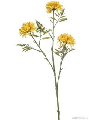 Tagetes - Vaxtinredarna.se