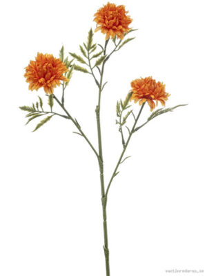 Tagetes - Vaxtinredarna.se