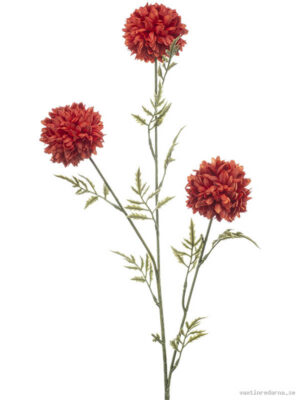 Tagetes - Vaxtinredarna.se