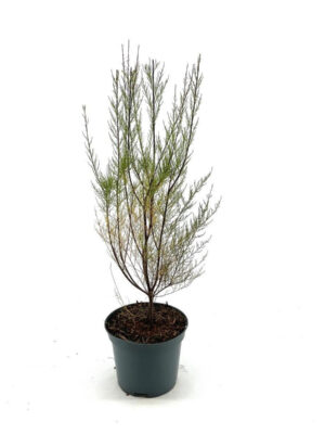 Tamarix parviflora - Vaxtinredarna.se