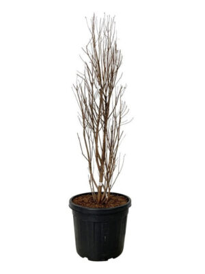 Taxodium distichum 'Lindseys Skyward' - Vaxtinredarna.se