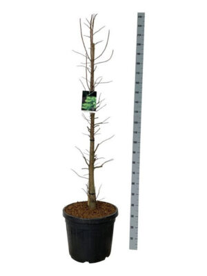 Taxodium distichum 'Pevé Minaret' - Vaxtinredarna.se