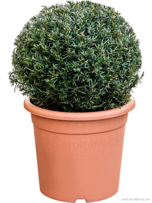 Taxus baccata - Vaxtinredarna.se