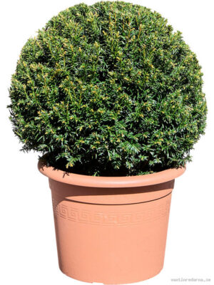 Taxus baccata - Vaxtinredarna.se