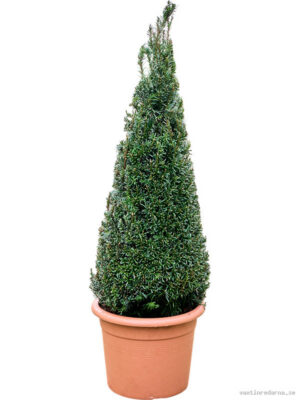 Taxus baccata - Vaxtinredarna.se