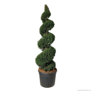 Taxus
