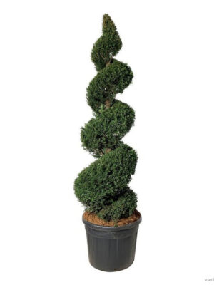 Taxus baccata - Vaxtinredarna.se