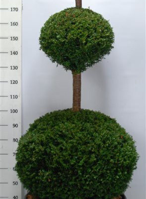 Taxus baccata - Vaxtinredarna.se