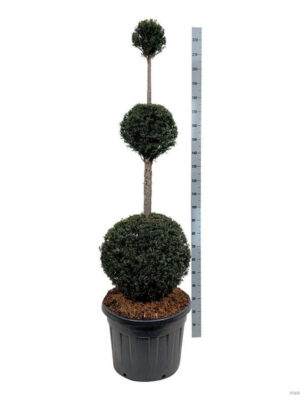 Taxus baccata - Vaxtinredarna.se