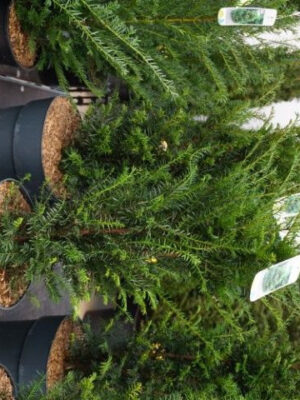 Taxus baccata - Vaxtinredarna.se