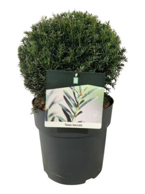 Taxus baccata