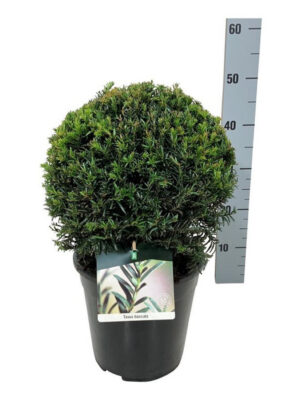 Taxus baccata - Vaxtinredarna.se