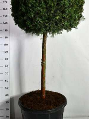 Taxus baccata - Vaxtinredarna.se