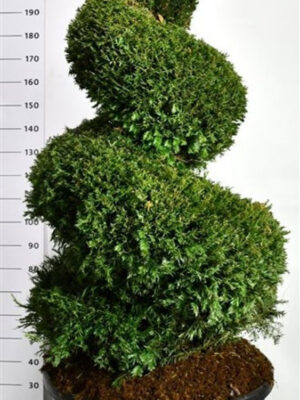 Taxus baccata - Vaxtinredarna.se