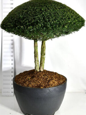 Taxus baccata