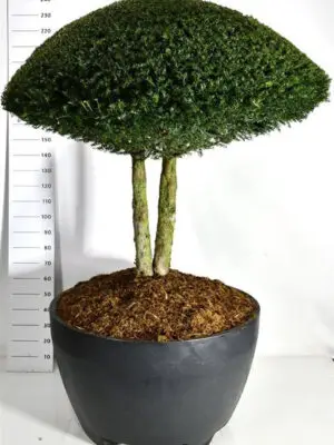 Taxus baccata