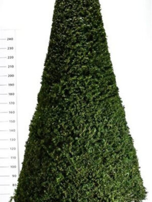 Taxus baccata