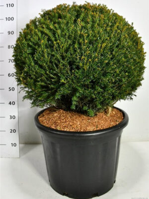 Taxus baccata - Vaxtinredarna.se