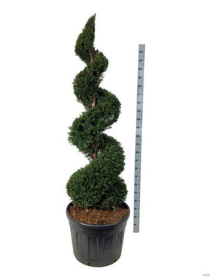 Taxus baccata - Vaxtinredarna.se