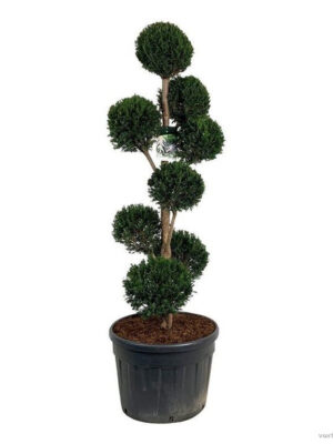 Taxus baccata - Vaxtinredarna.se