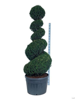 Taxus baccata - Vaxtinredarna.se