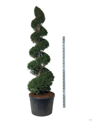 Taxus baccata - Vaxtinredarna.se