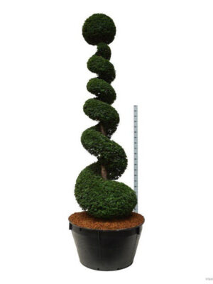 Taxus baccata - Vaxtinredarna.se