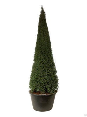 Taxus baccata