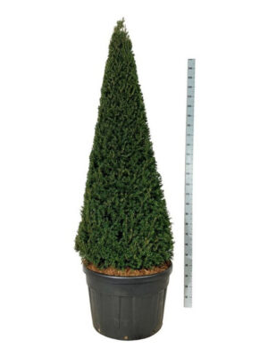 Taxus baccata - Vaxtinredarna.se