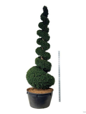 Taxus baccata - Vaxtinredarna.se