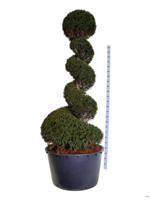 Taxus baccata - Vaxtinredarna.se