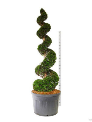 Taxus baccata - Vaxtinredarna.se