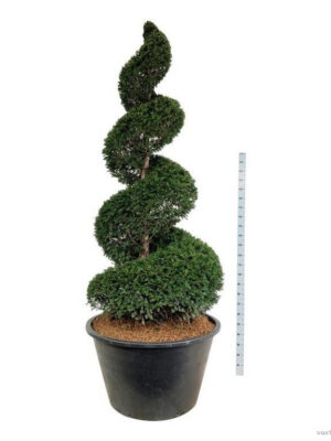 Taxus baccata - Vaxtinredarna.se