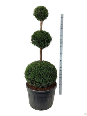 Taxus baccata - Vaxtinredarna.se