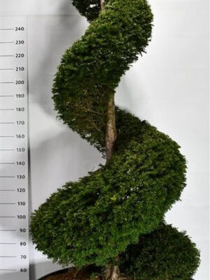 Taxus baccata
