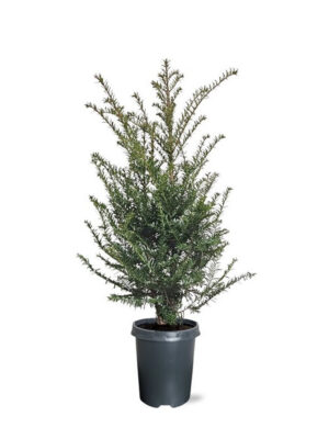 Taxus baccata - Vaxtinredarna.se