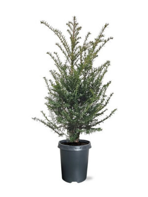 Taxus baccata