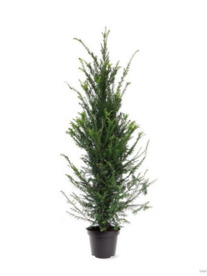 Taxus baccata - Vaxtinredarna.se